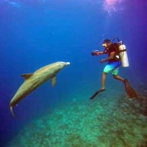 Scuba diving with dolphin