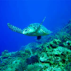 sea turtle